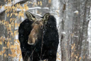 moose_winter